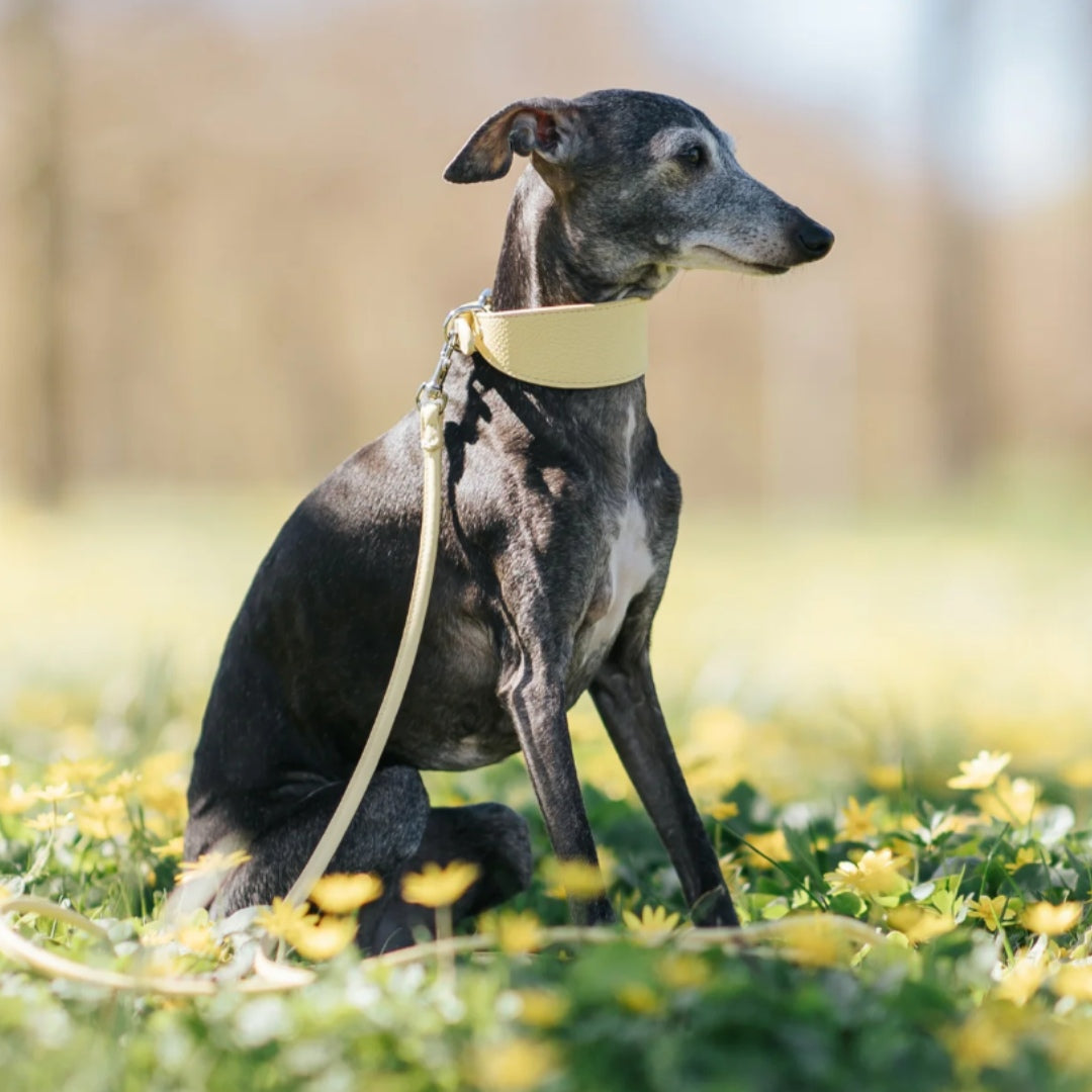 5 Poisonous Plants for Dogs to Avoid This Spring