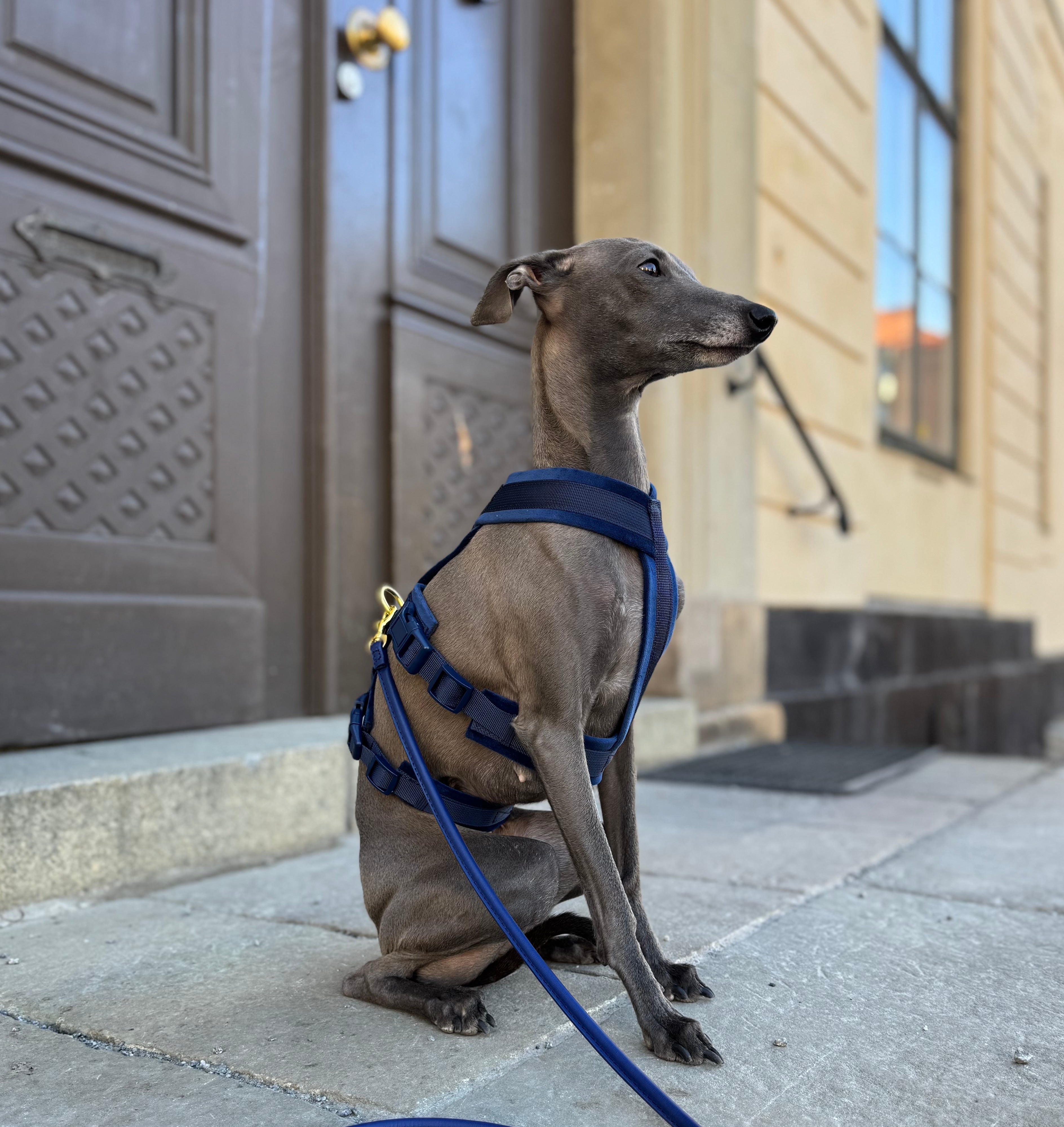 Match Our Harnesses: New Colors Launched