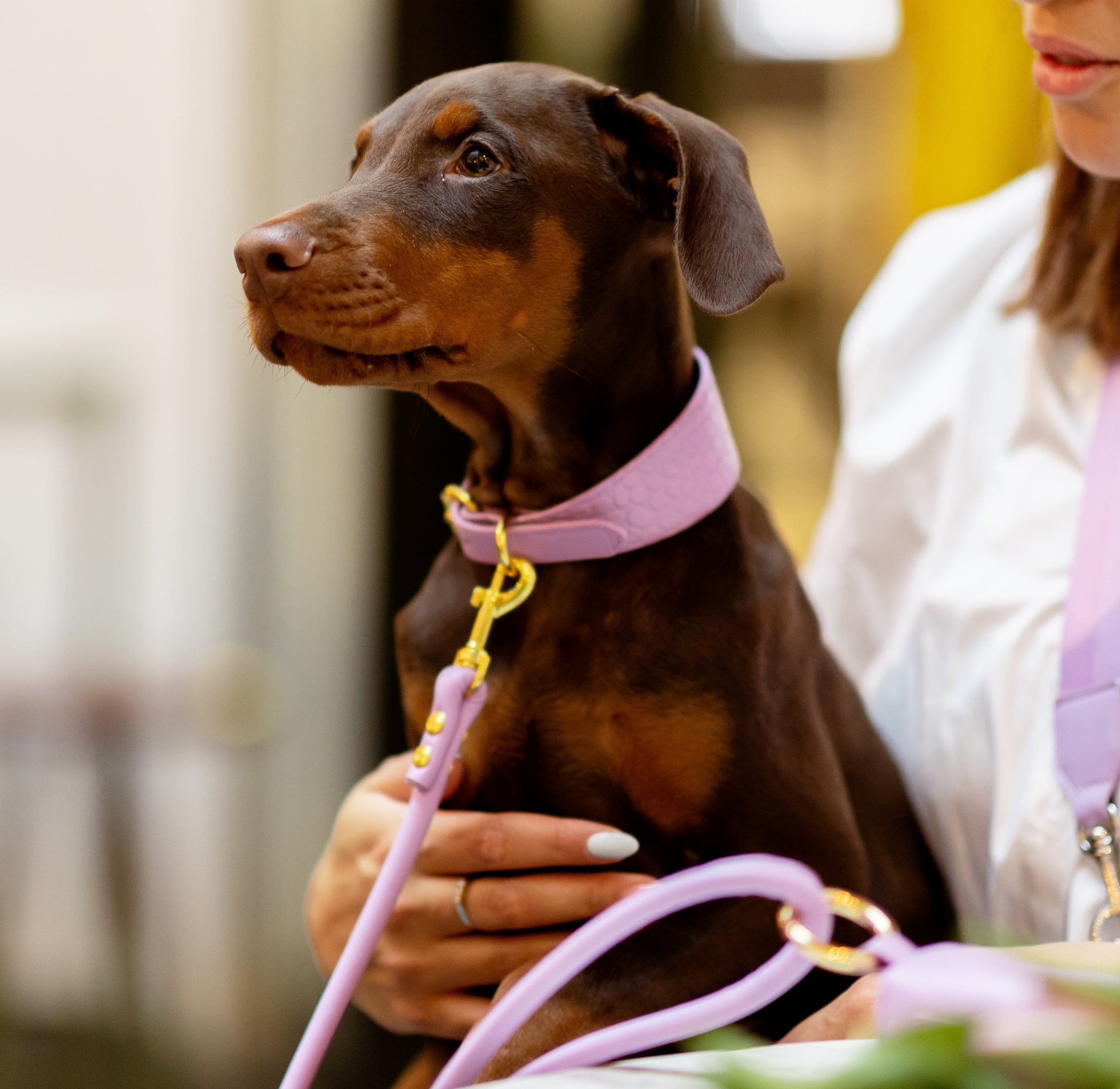Choosing the Right Collar for Your Puppy: A Quick Guide