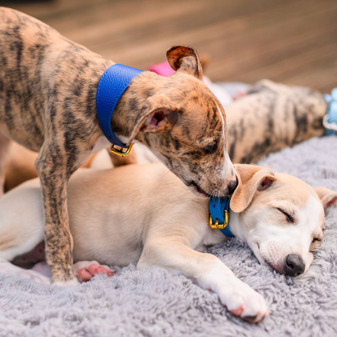 Puppies in cute dog collars
