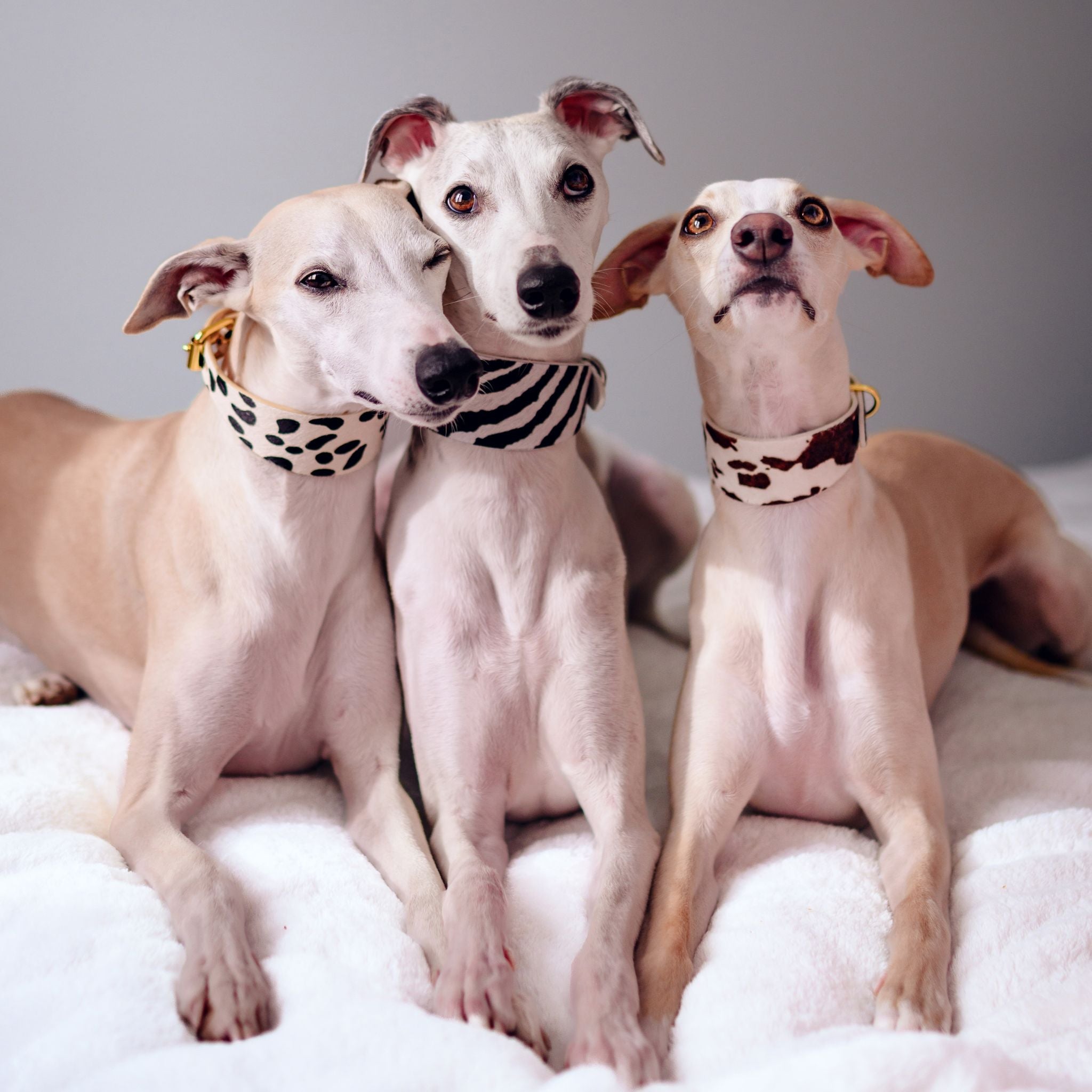 Animal Print Collection