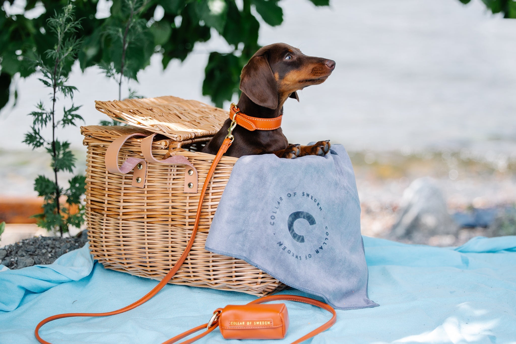 Dachshund at a picnic with a paw towel and poop bag holder