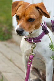 Purple Dog Collar Thin
