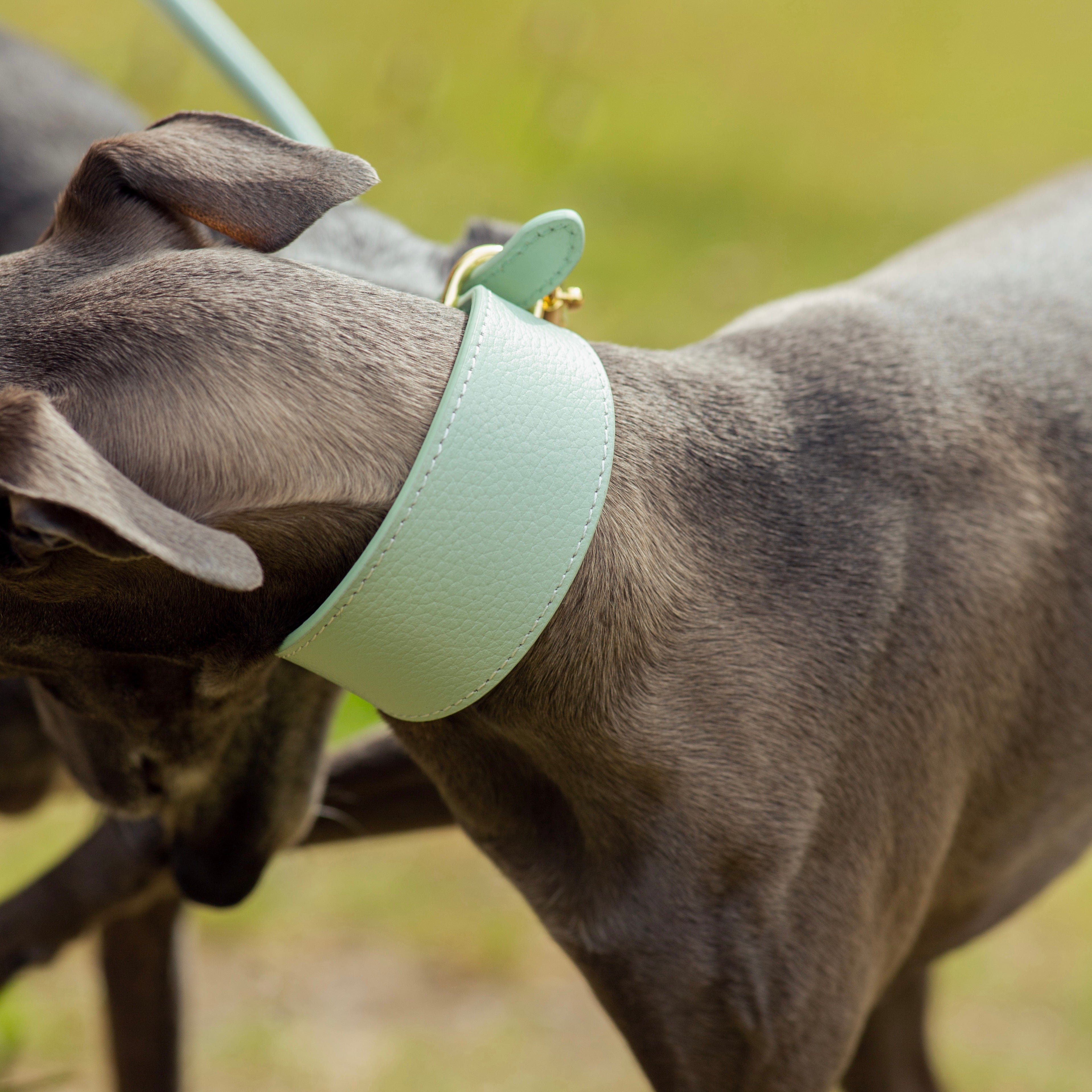 Mint Dog Collar Wide