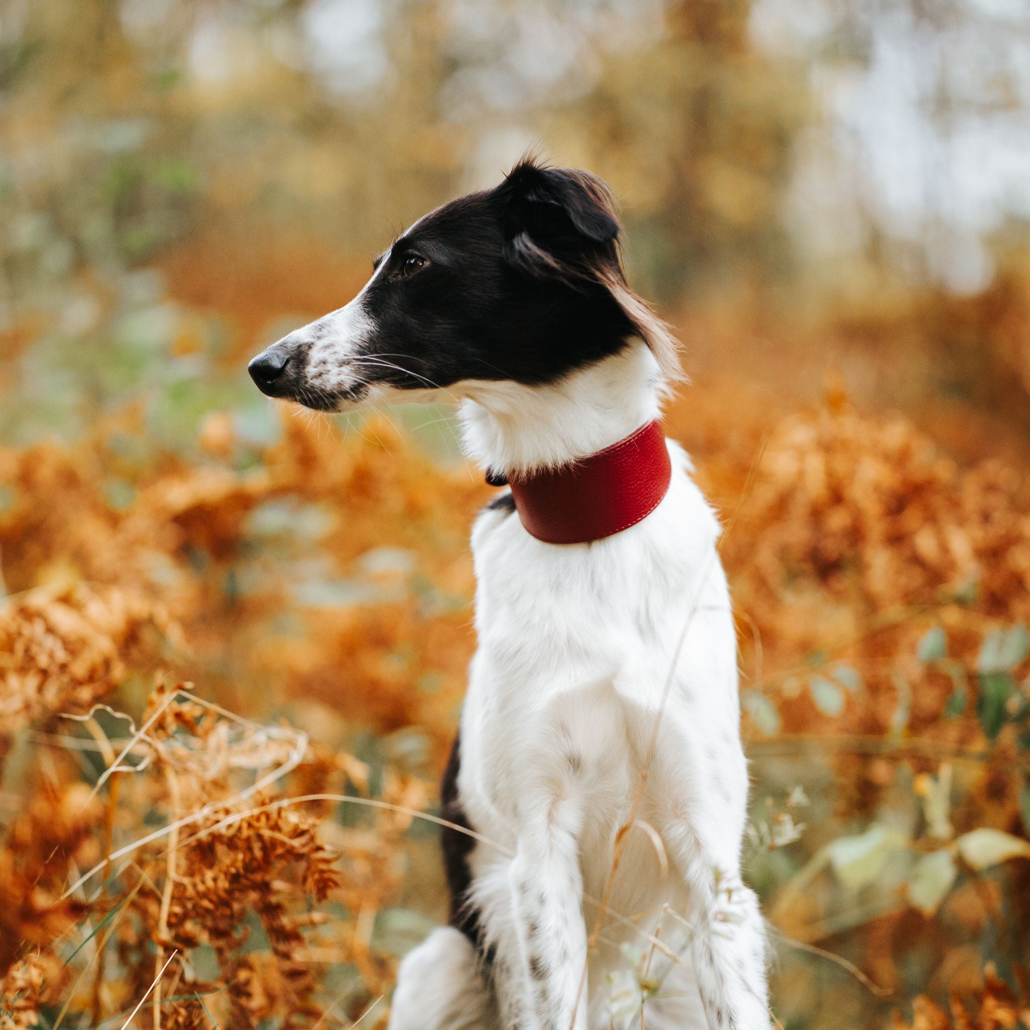 Burgundy Dog Collar Wide
