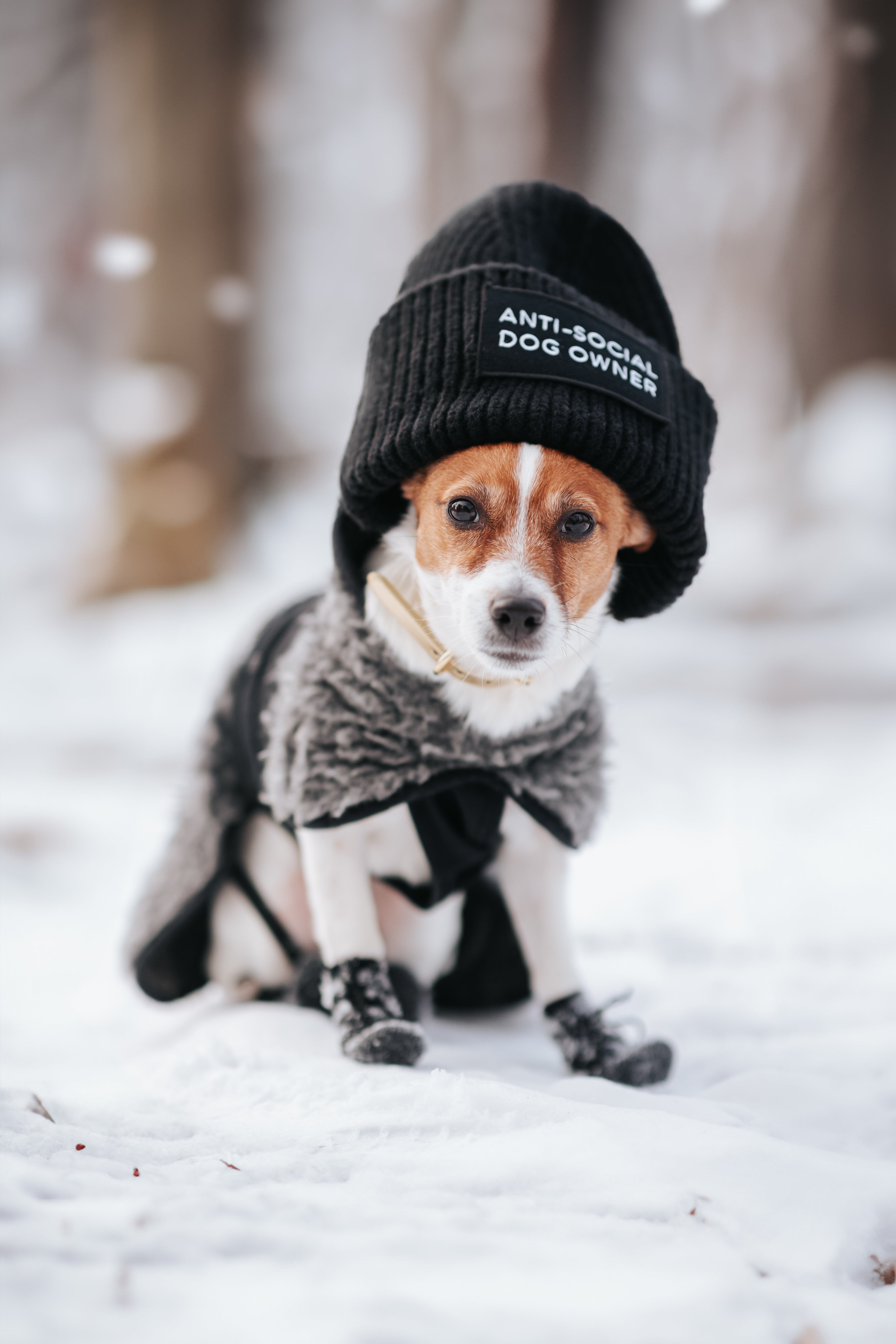 Black Wool Beanie - Anti-Social Dog Owner