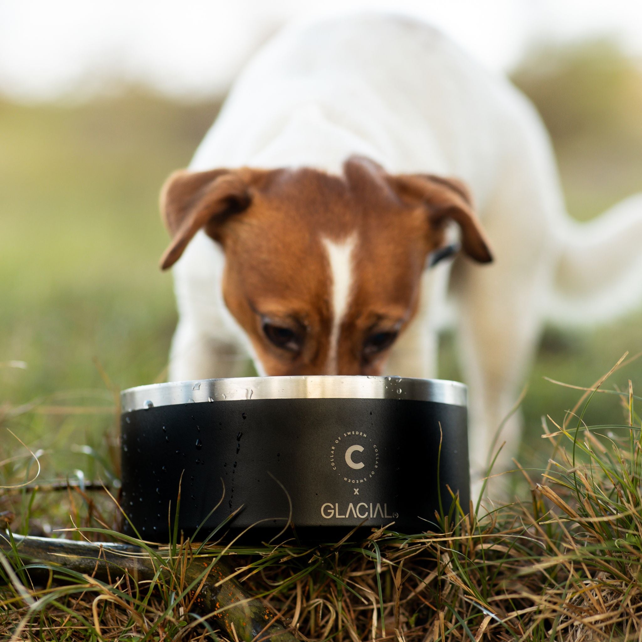 black-dog-bowl-anti-slip-and-bpa-free.jpg