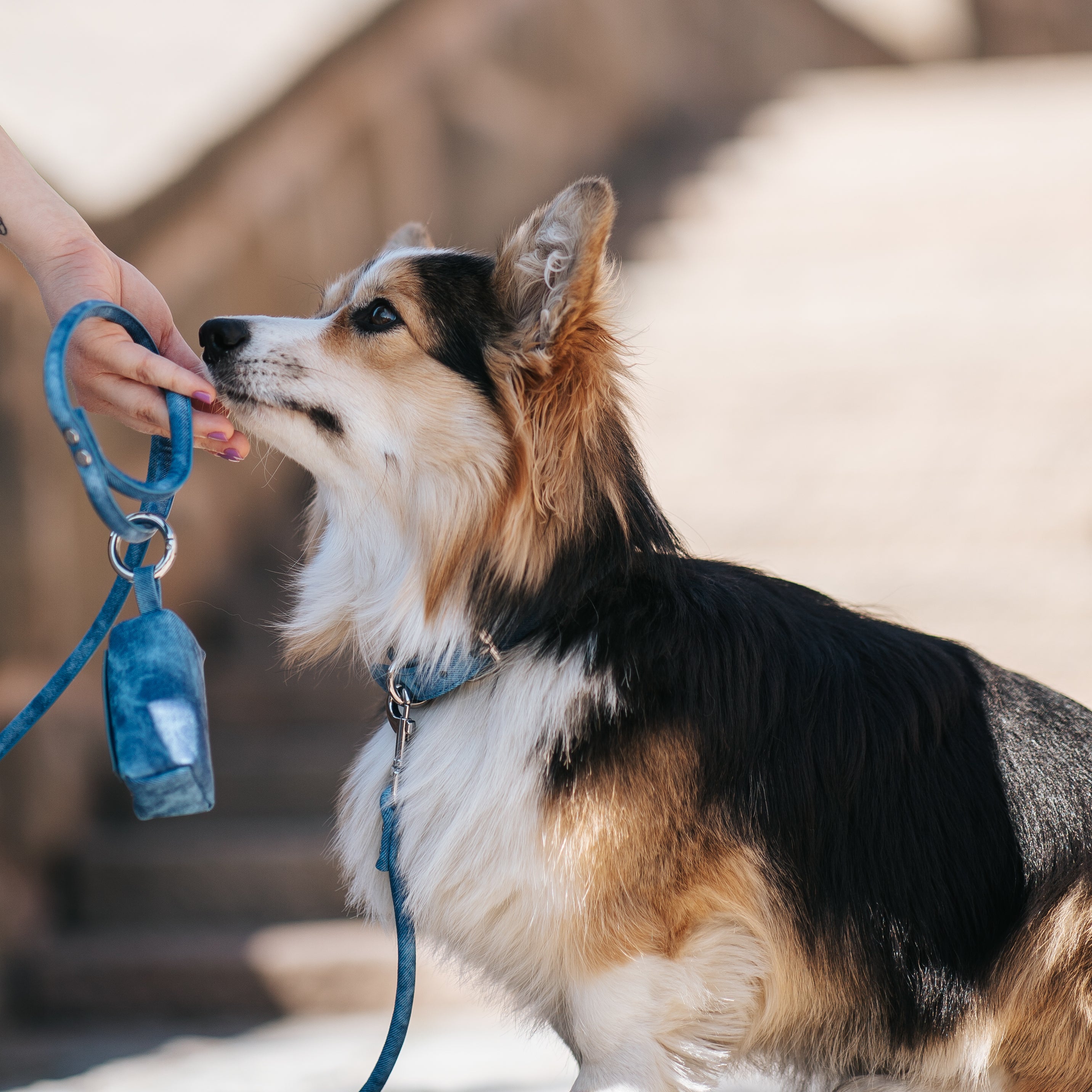 blue-denim-poop-bag-holder-corgi.jpg