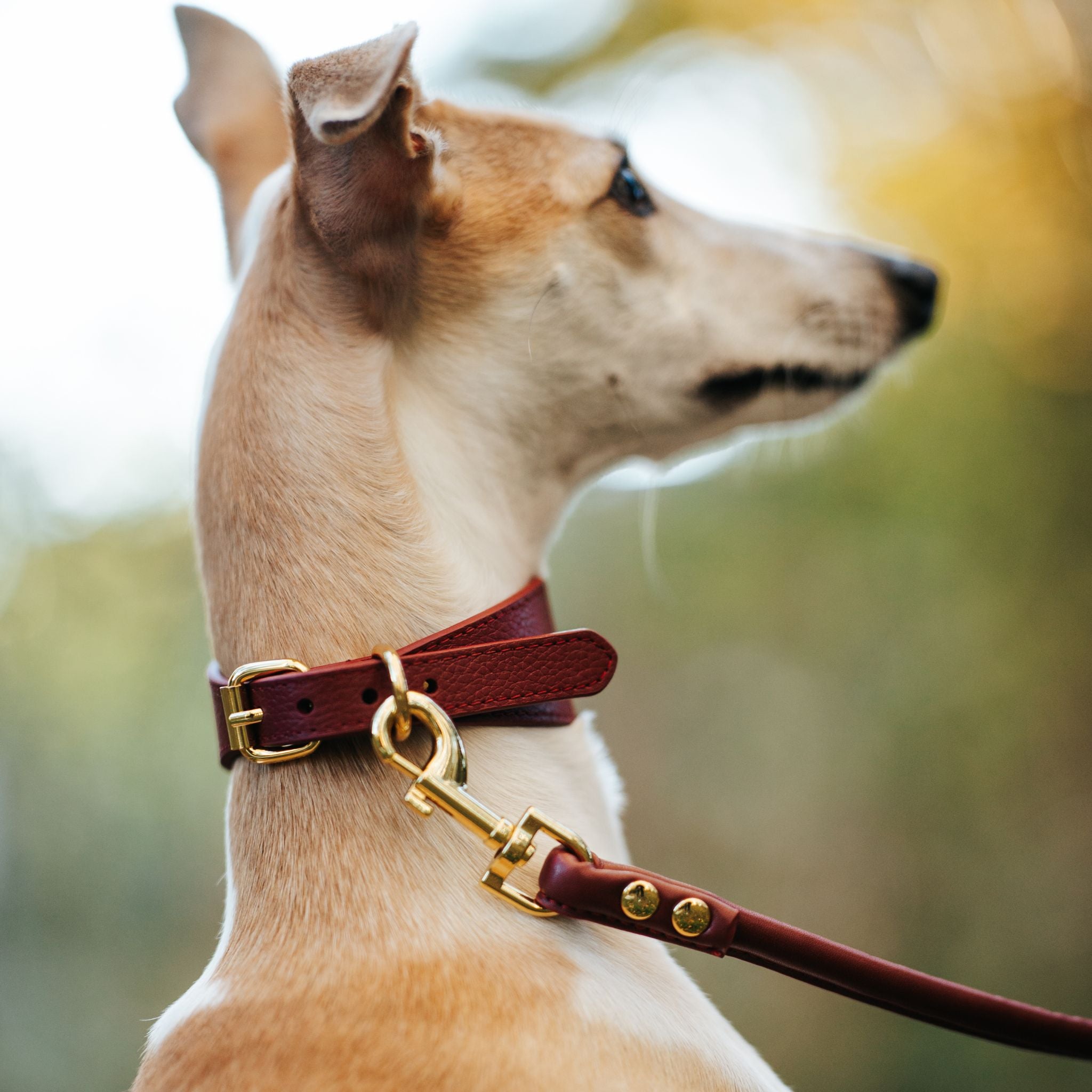Burgundy Dog Collar Wide