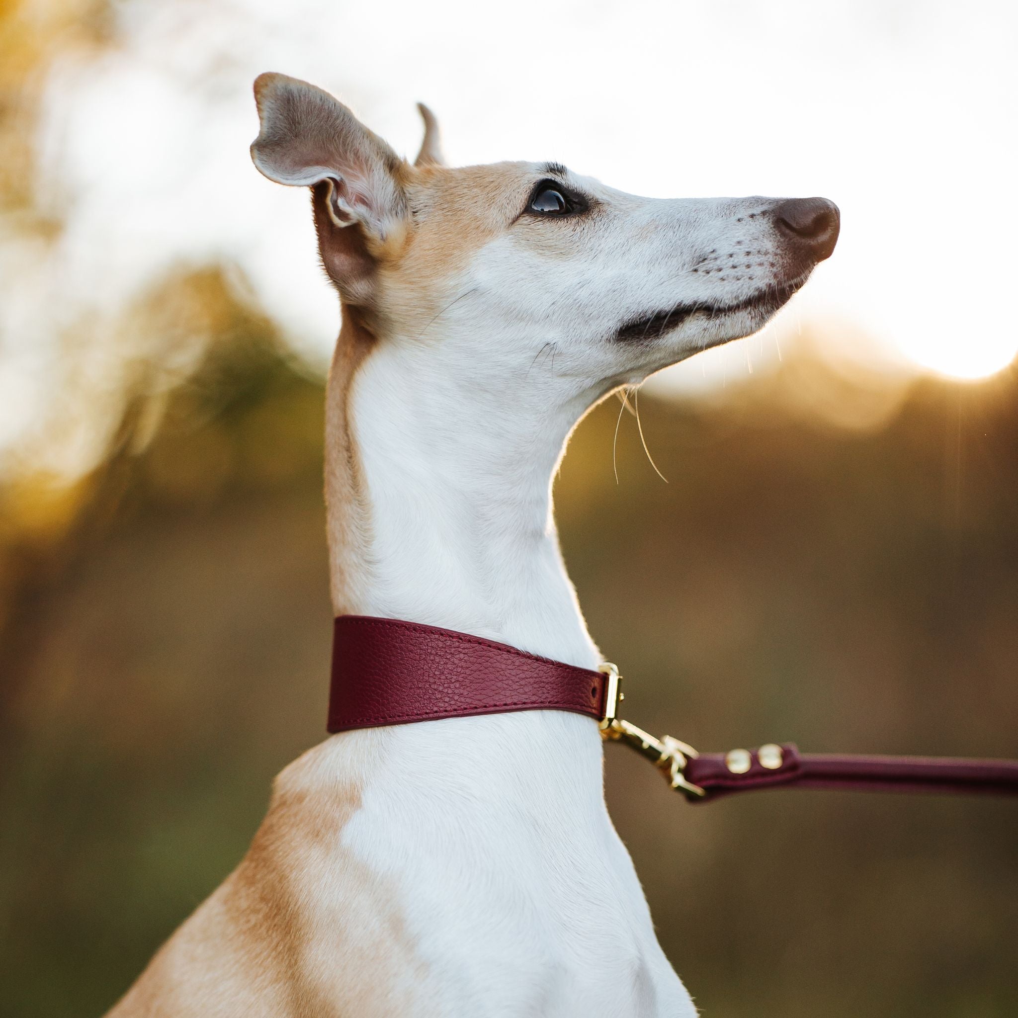 Burgundy Dog Collar Wide