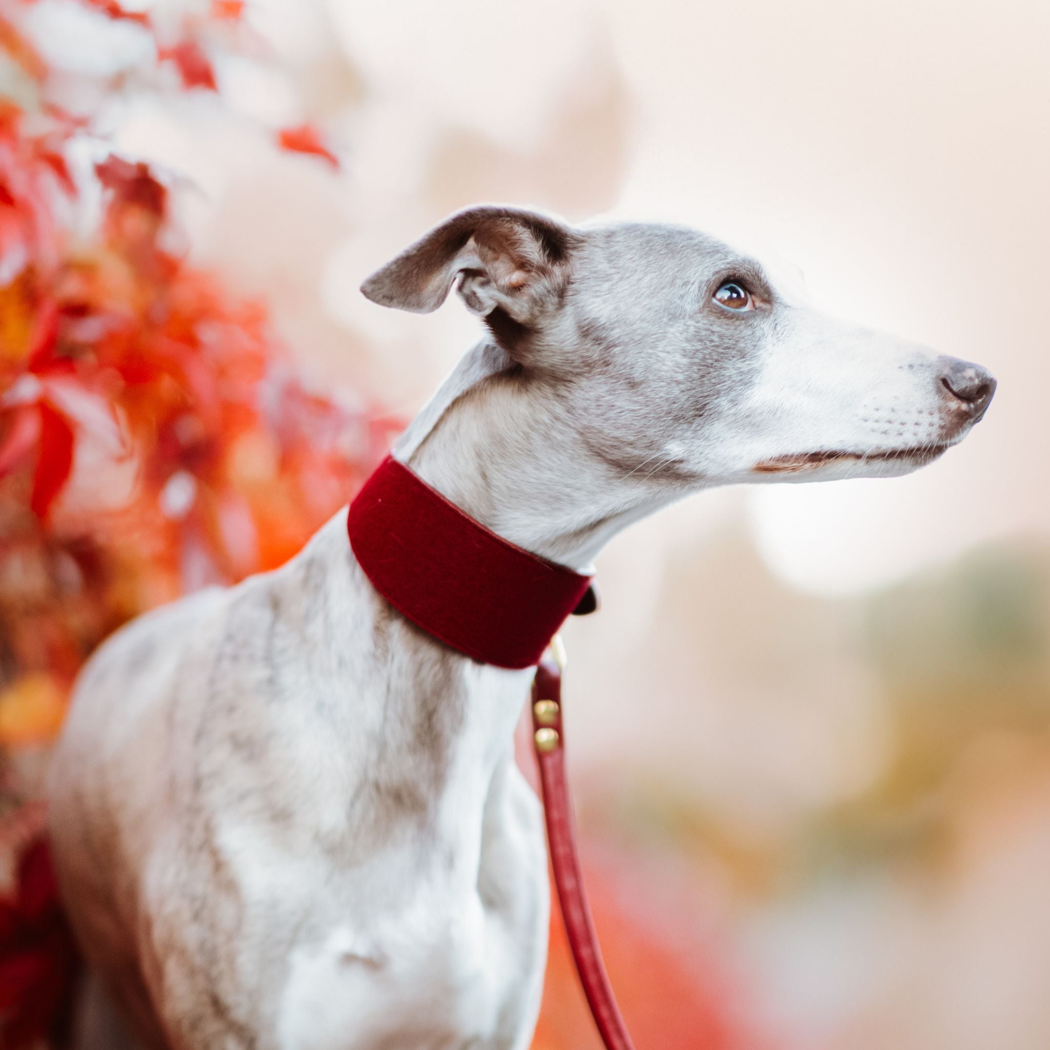 Burgundy Wool Dog Collar Wide