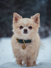 Dark Green Dog Collar Thin