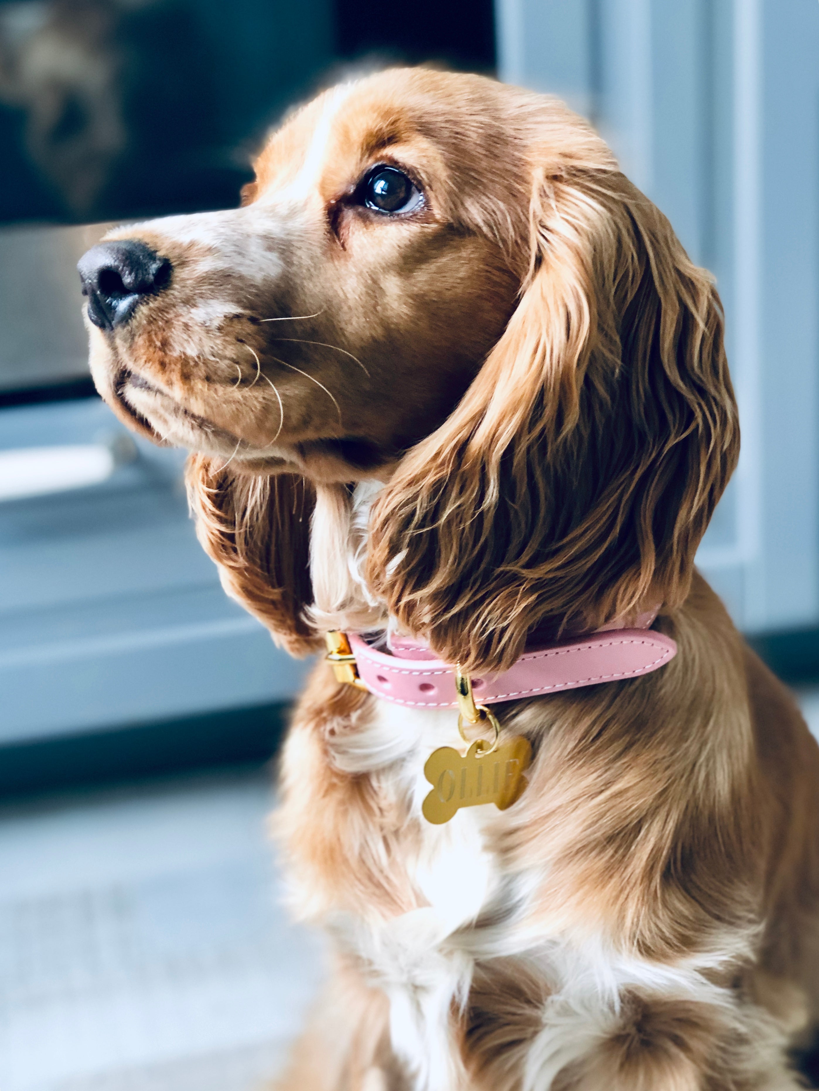 Pink Dog Collar Thin