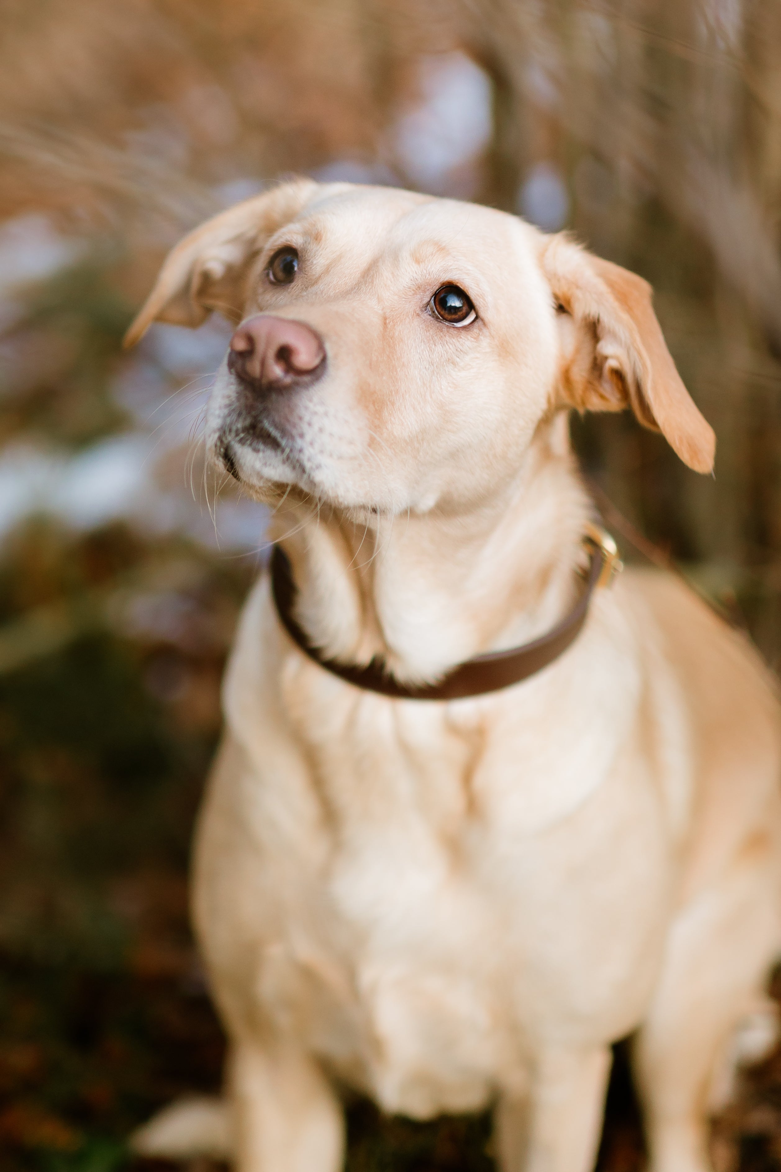 Coffee Brown Dog Collar Thin
