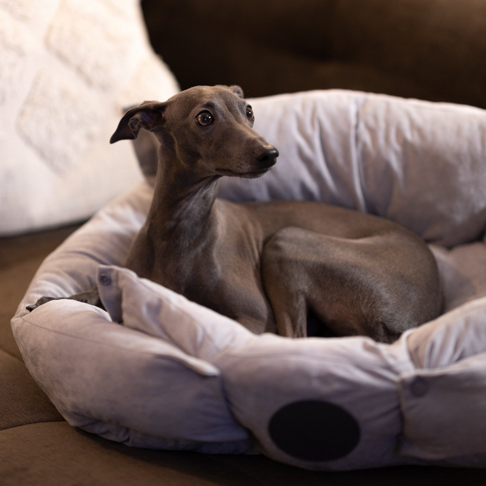 grey-dog-bed-medium.jpg
