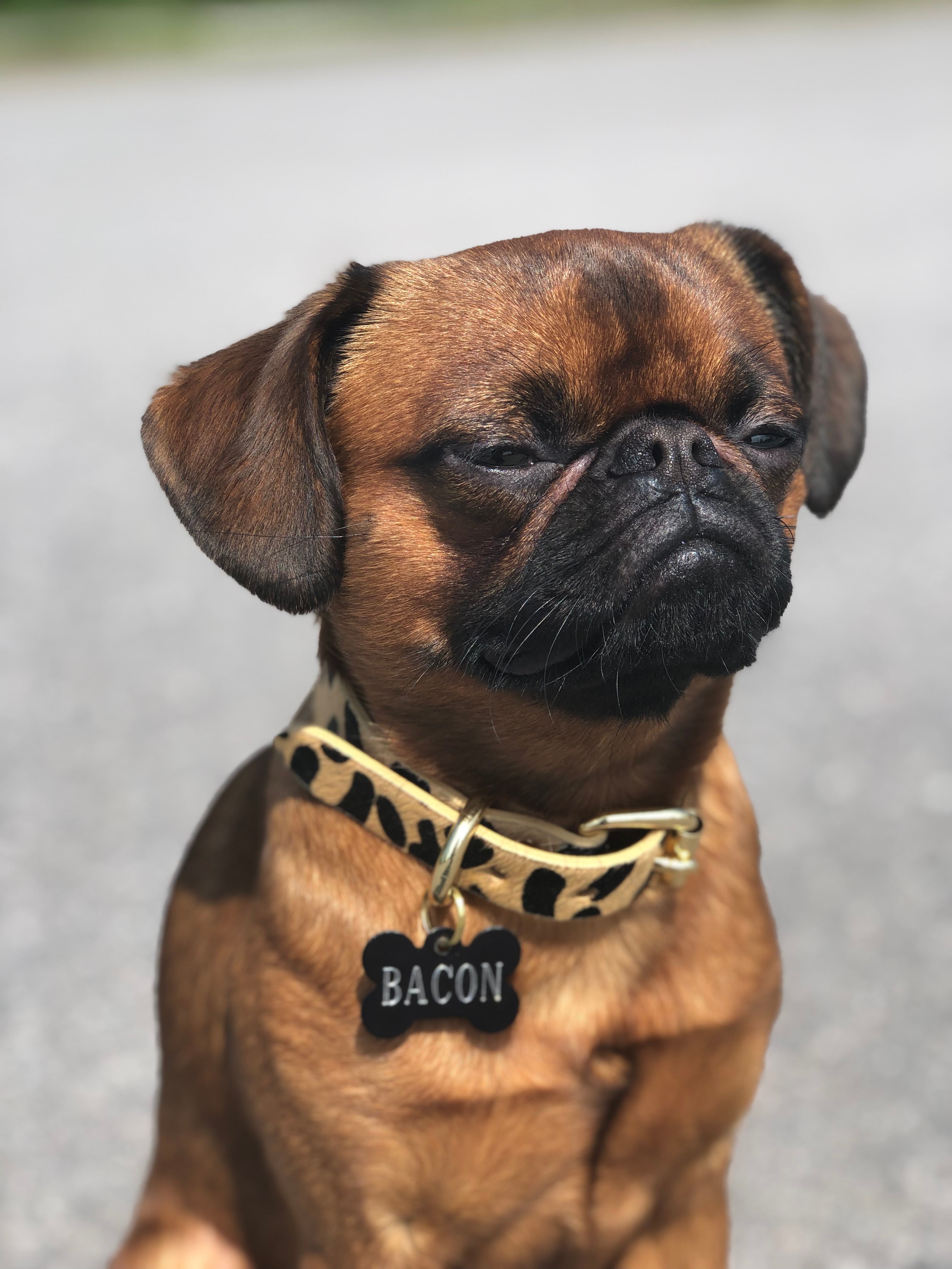 Leopard Dog Collar Thin