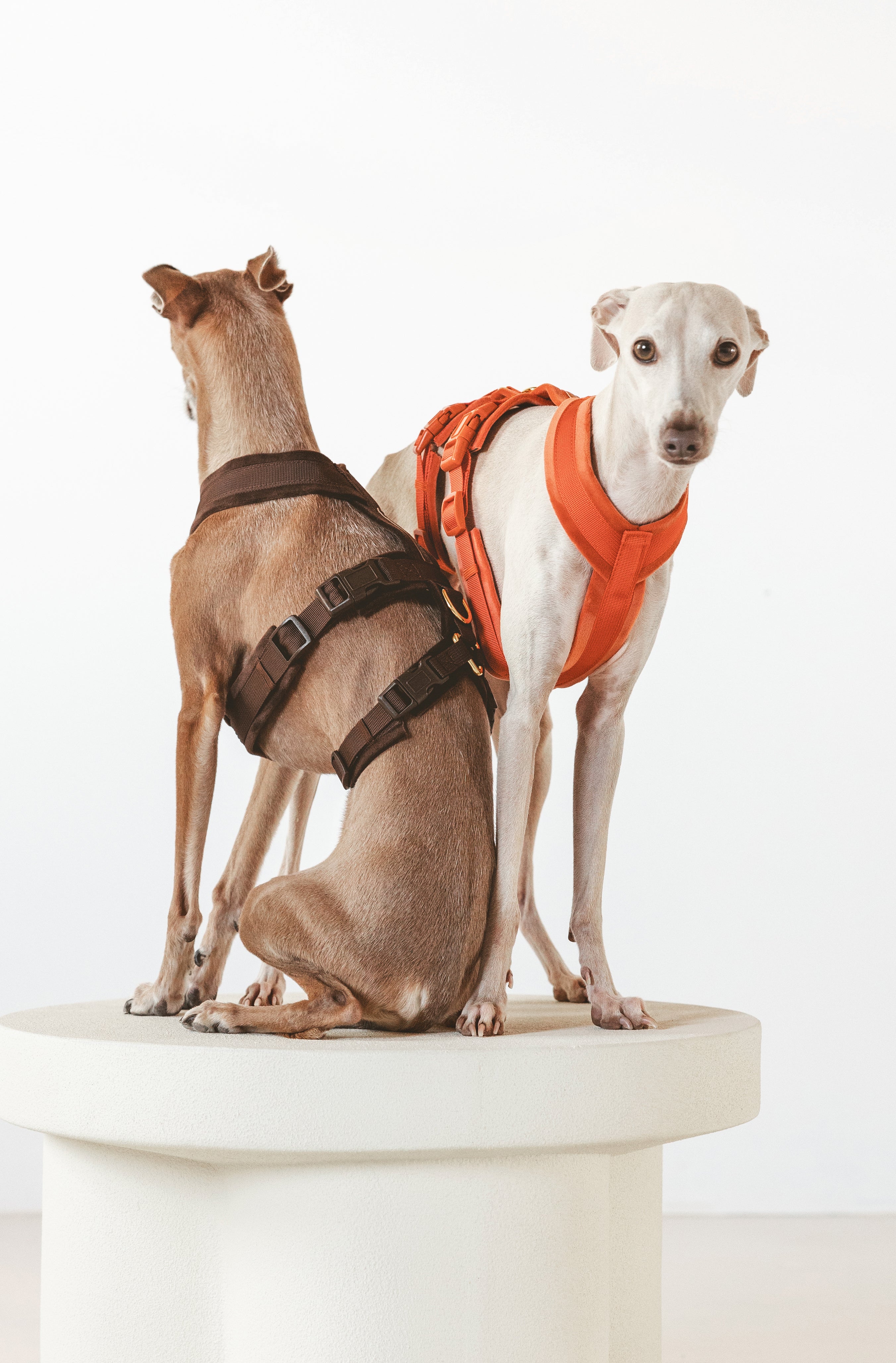 Two dogs wearing harnesses on a white pedestal against a white background