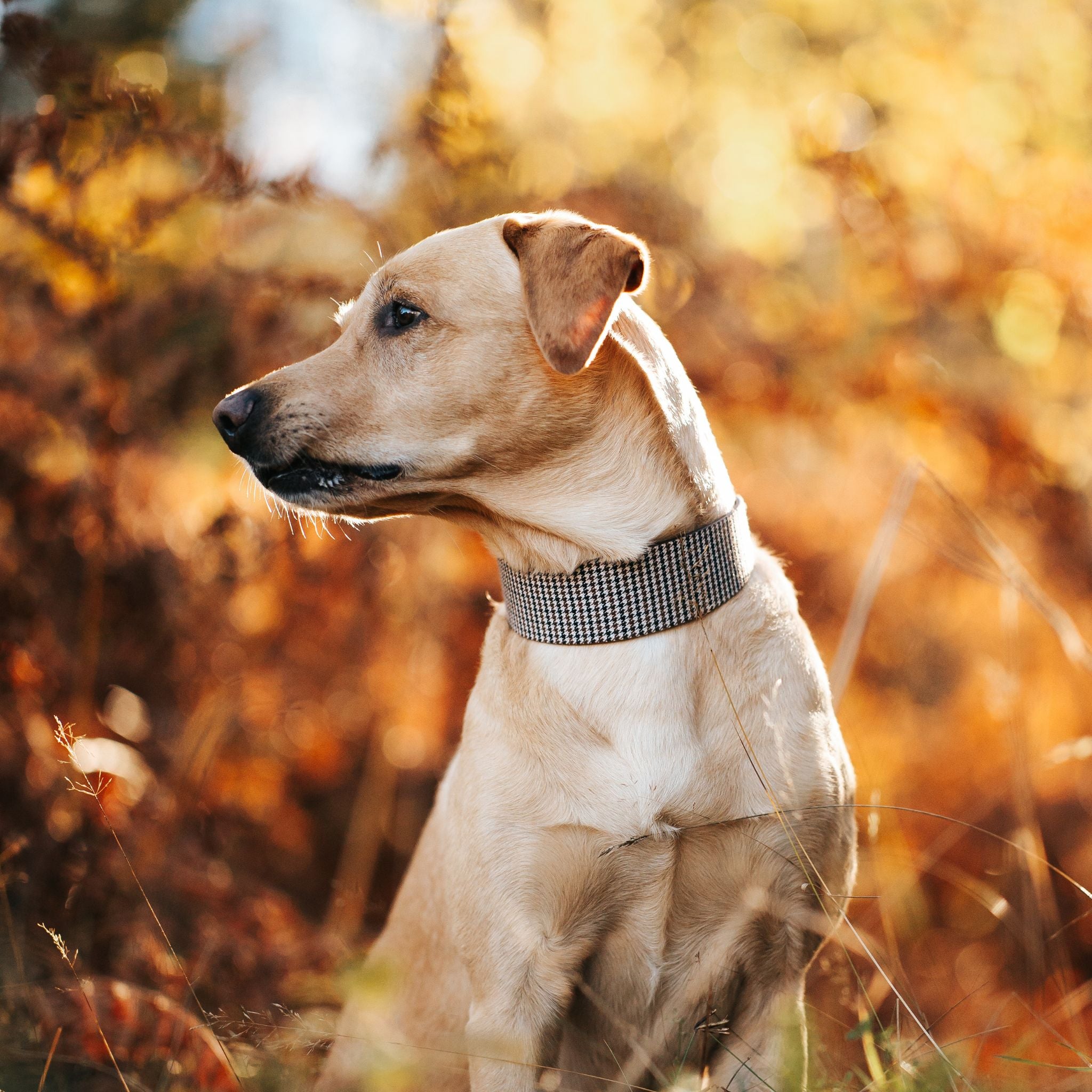 Houndstooth Dog Collar Wide