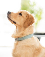 Baby Blue Croco Dog Collar Thin