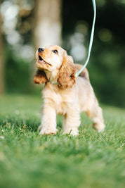 Mint Dog Collar Thin