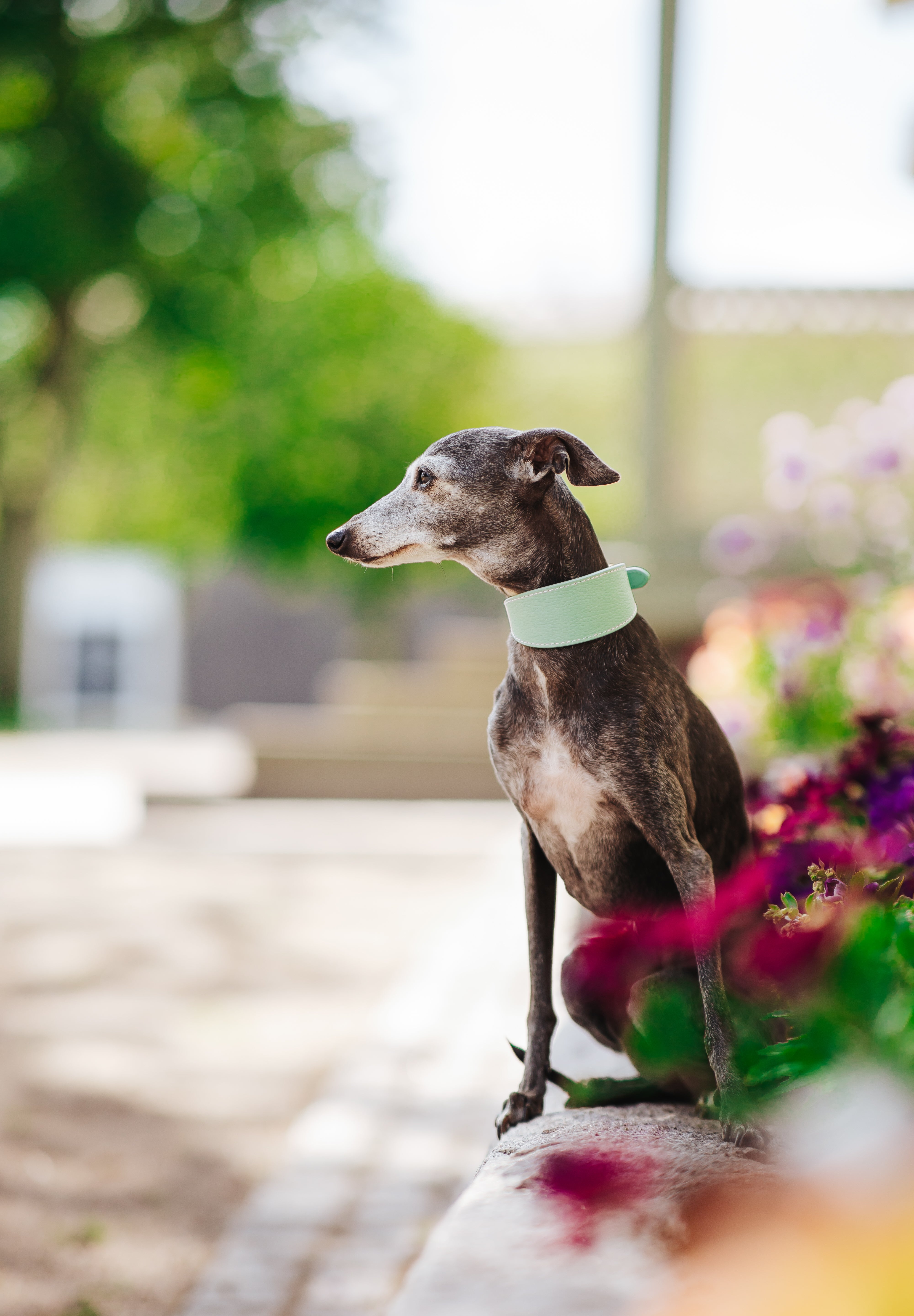Mint Dog Collar Wide