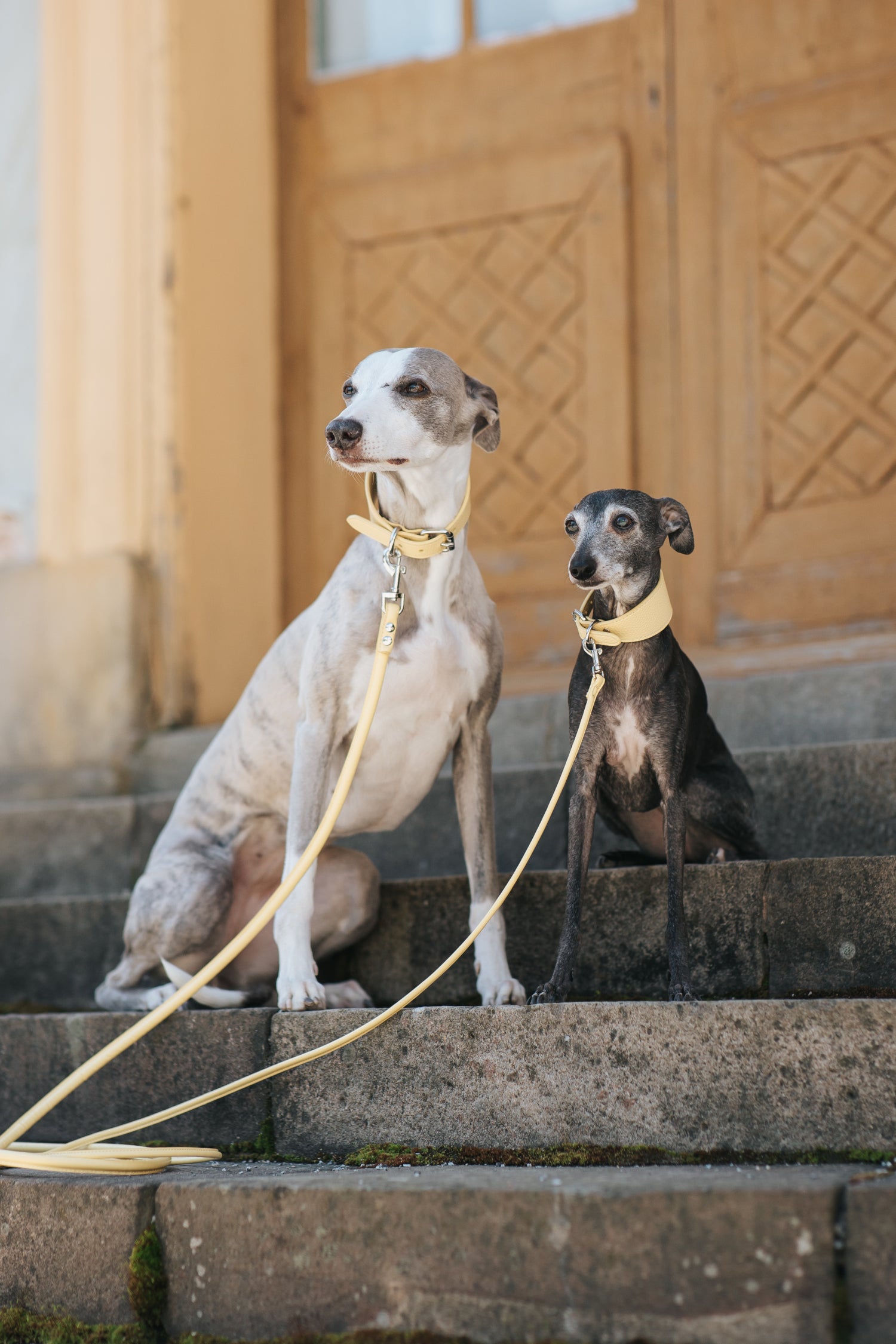 Pastel Yellow Dog Lead