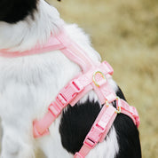 Pink Y-Harness