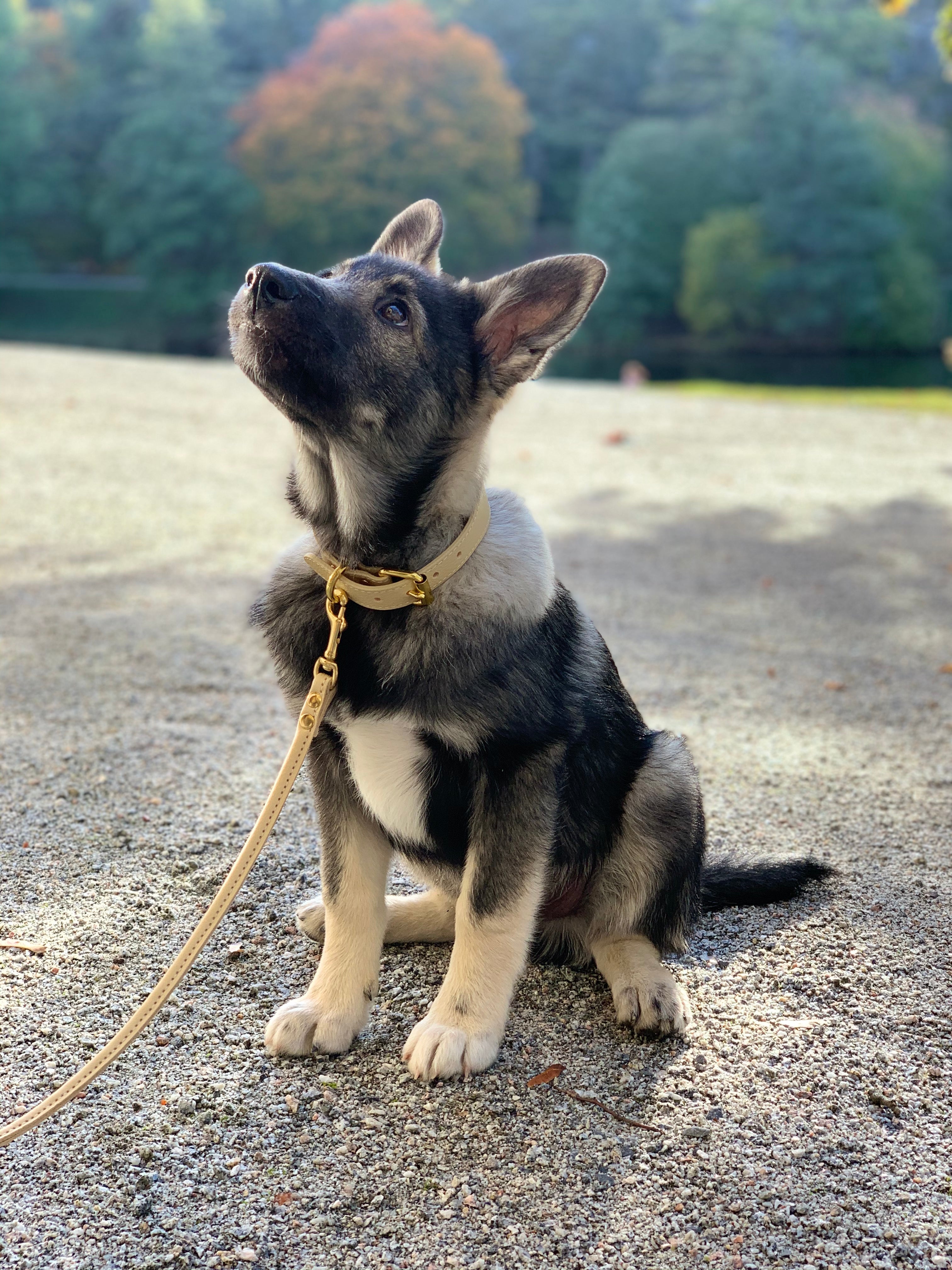 Beige Dog Collar Wide