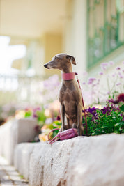 Purple Poop Bag Holder