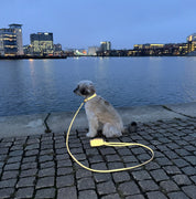 Reflective Bronze Dog Collar Wide