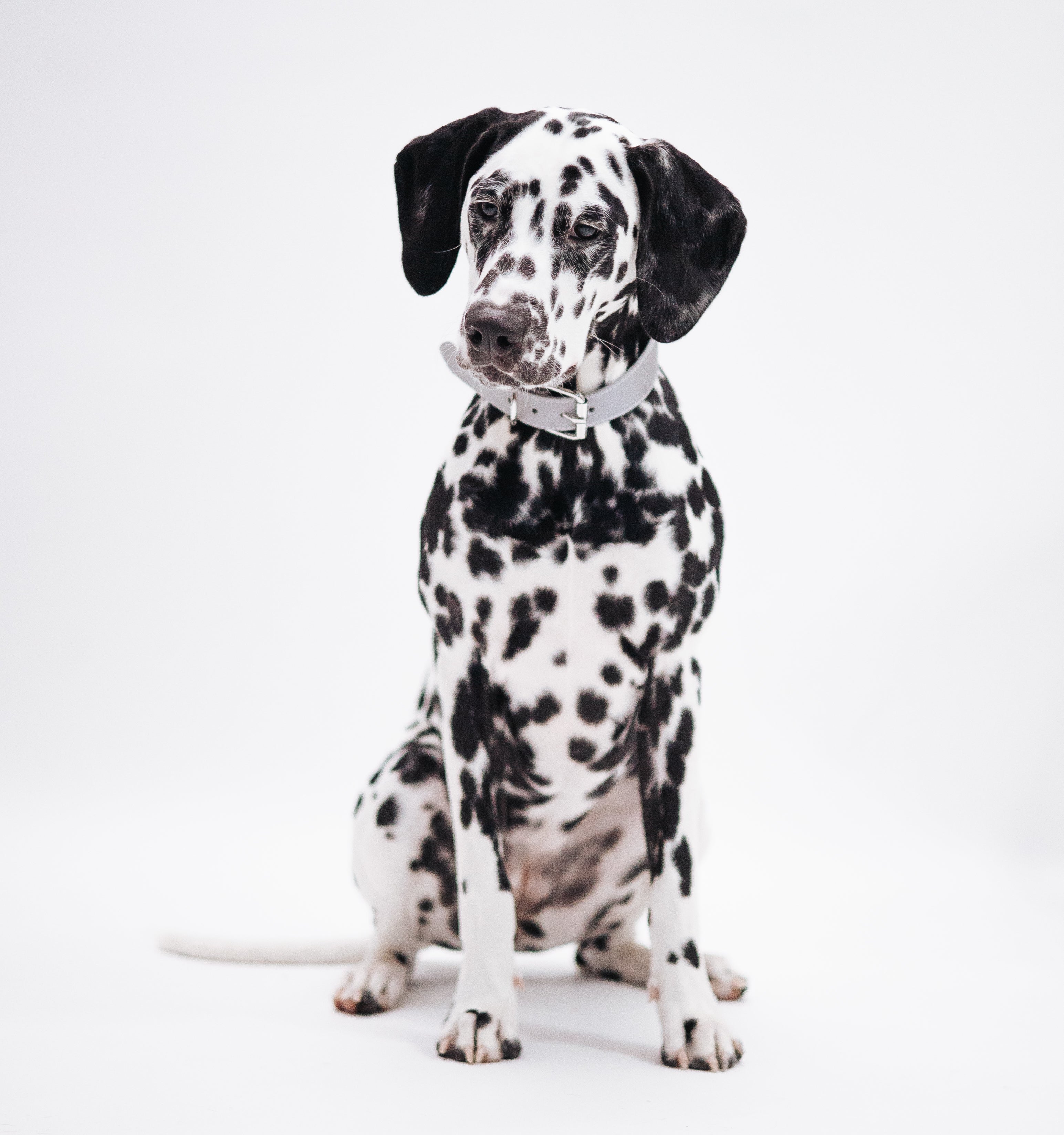 Reflective Silver Dog Collar Wide