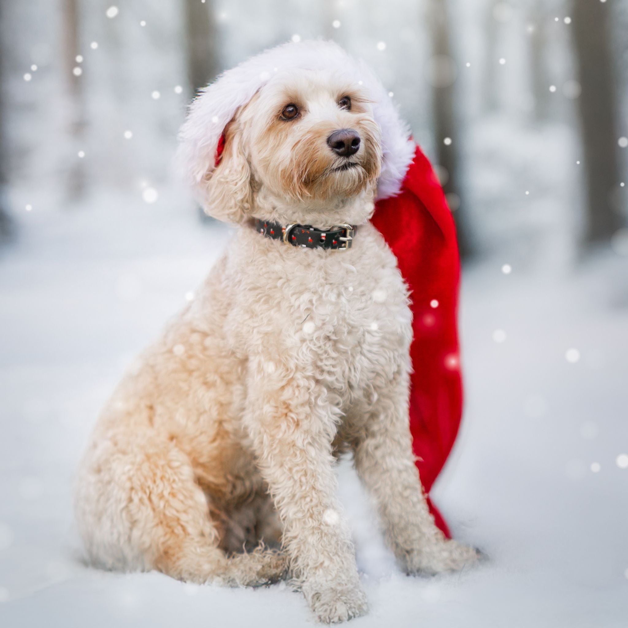 Santa Paws Christmas Dog Collar Thin