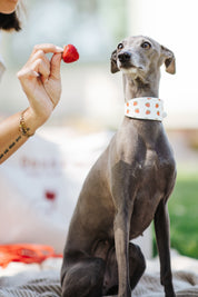Strawberry Dog Collar Wide