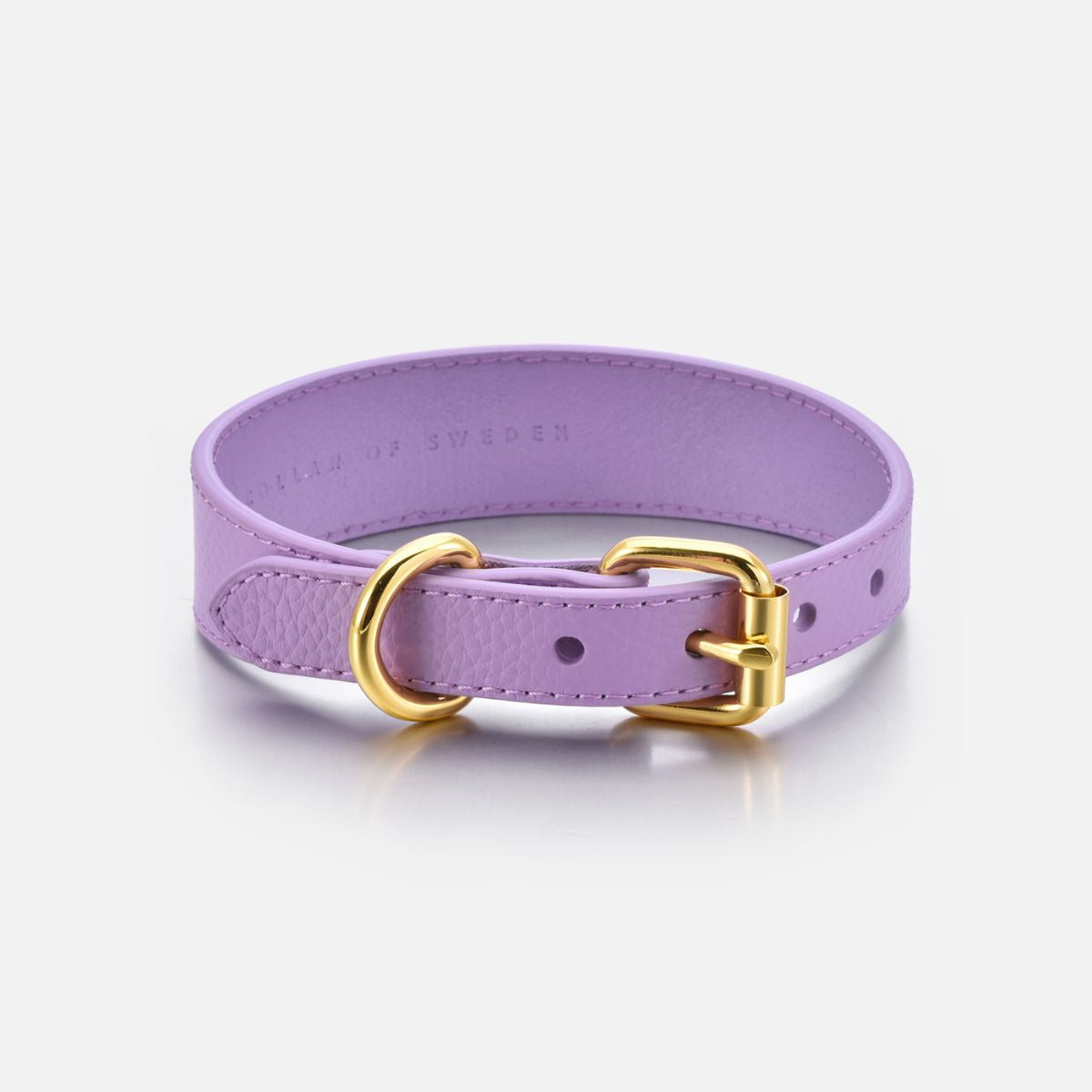 violet-dog-collar-medium-thin-buckle.jpg