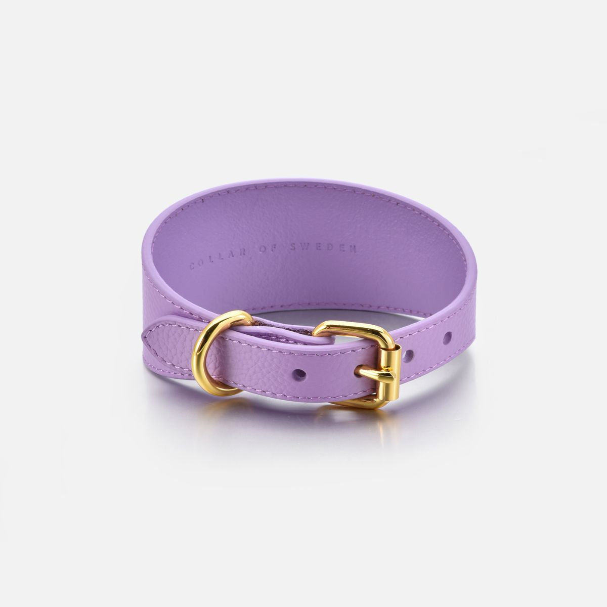 violet-dog-collar-medium-wide-buckle.jpg