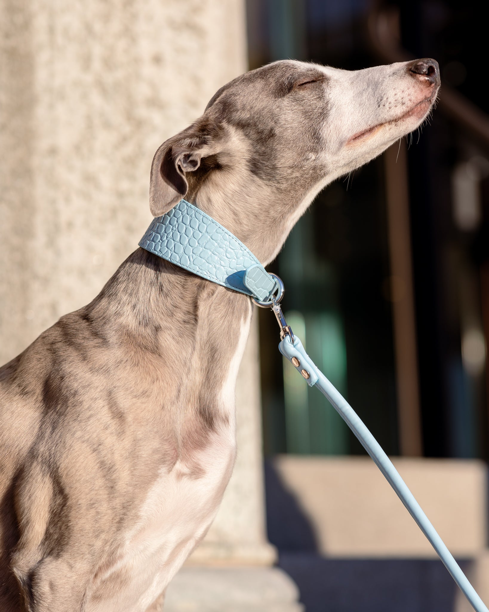 Baby Blue Dog Lead