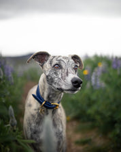 Dark Blue Dog Collar Wide