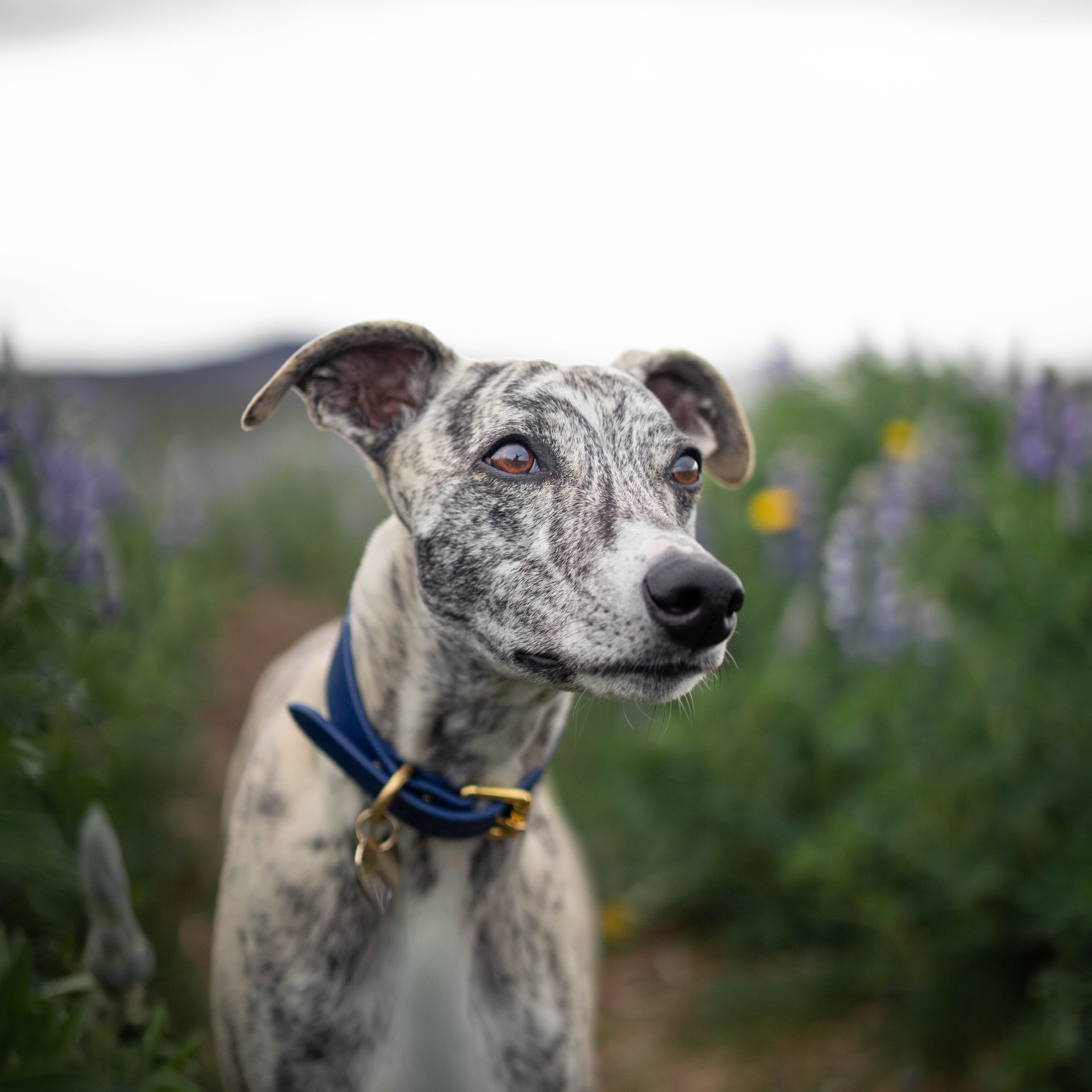 whippet-dark-blue-dog-collar-medium-wide-2.jpg