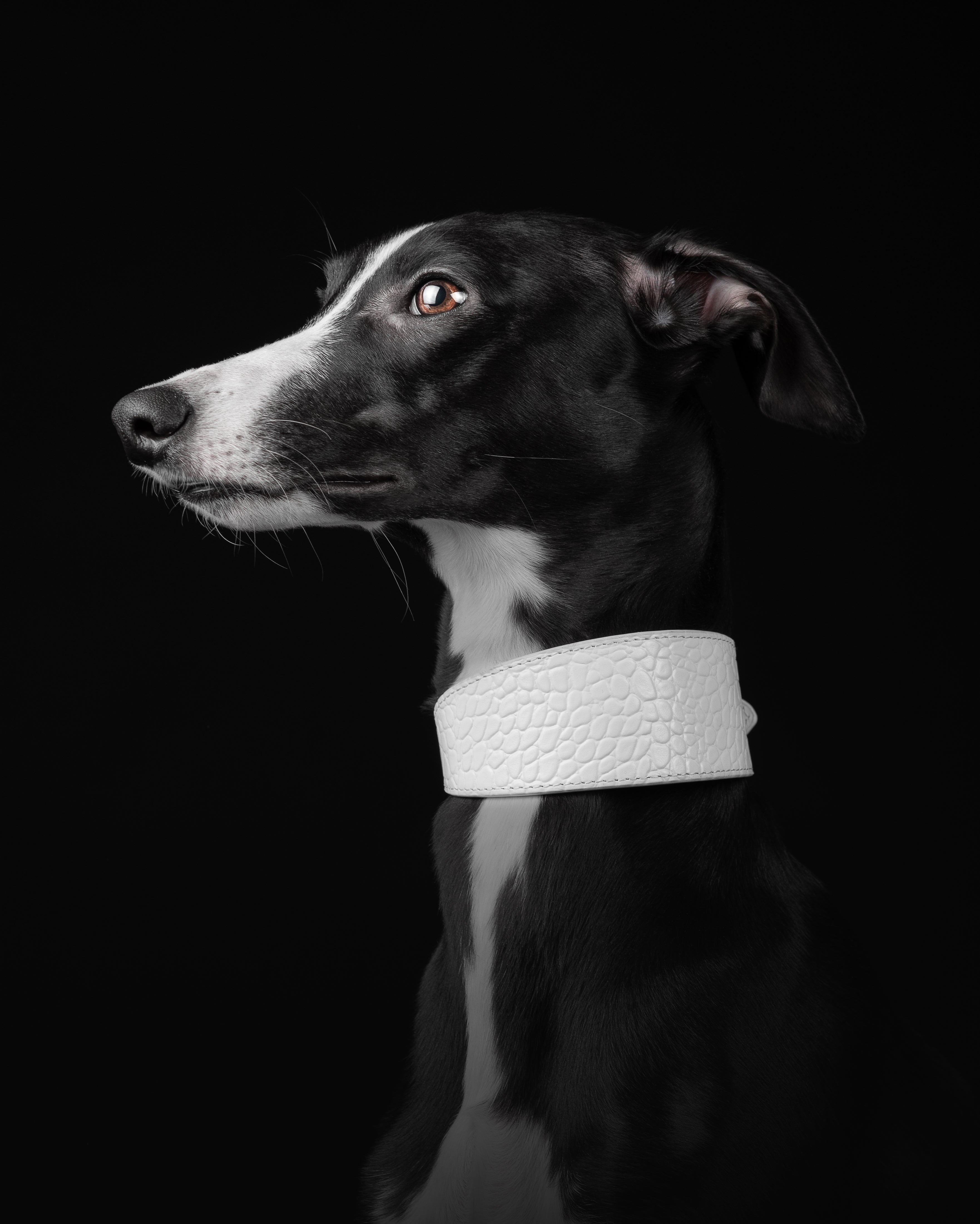 White Croco Dog Collar Wide