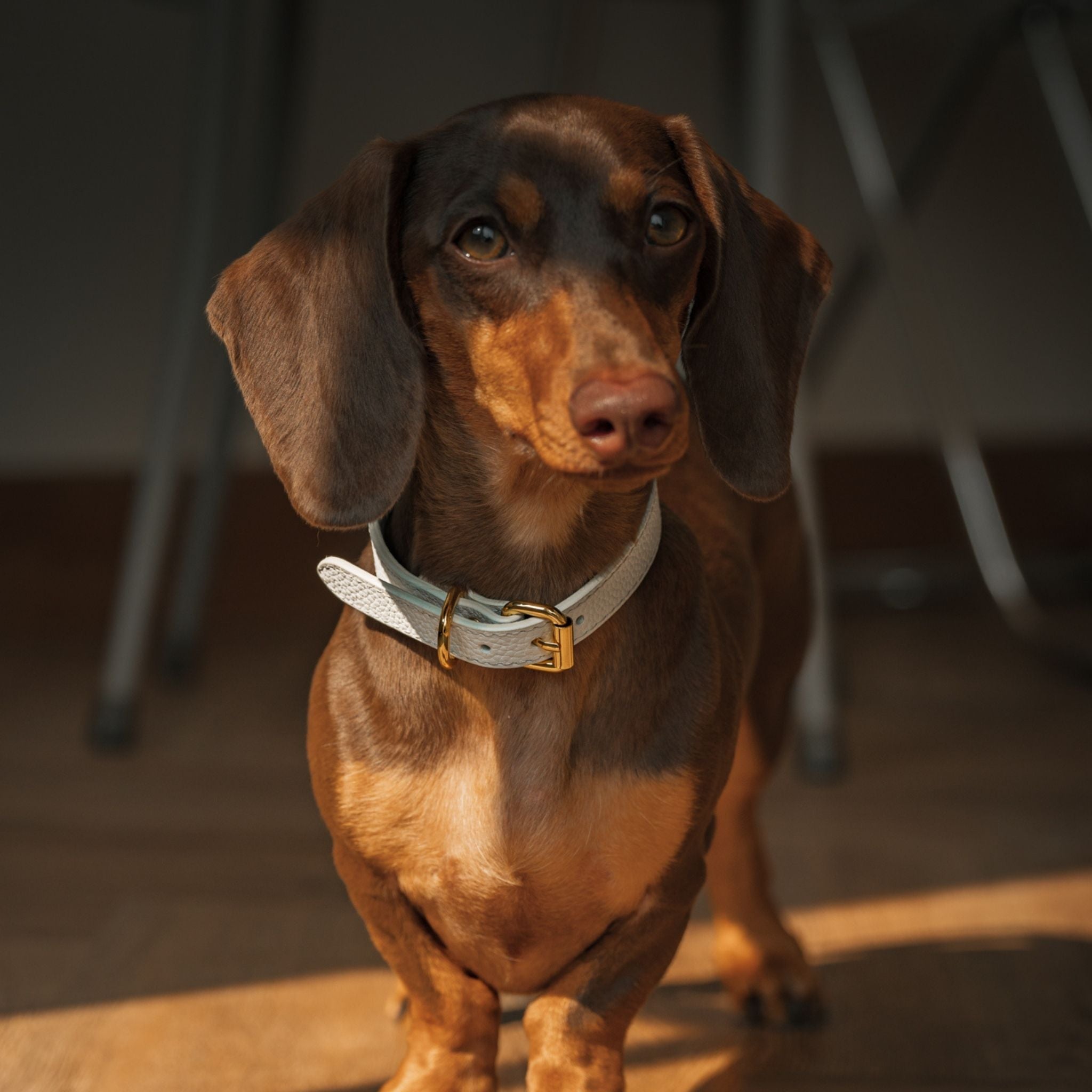 White Dog Collar Thin