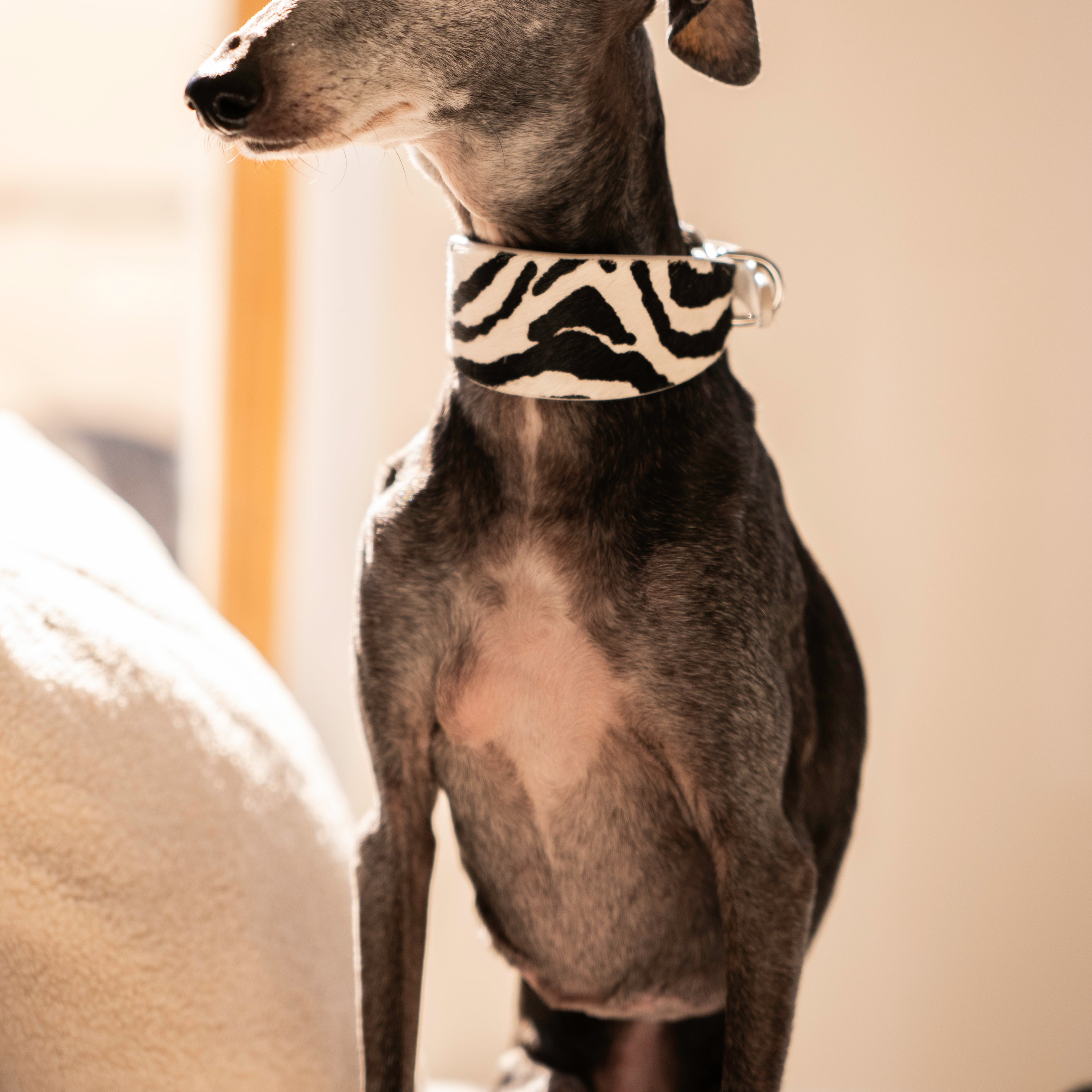 zebra-dig-collar-italian-greyhound.jpg