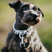 Zebra Dog Collar Thin