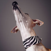 Zebra Dog Collar Wide